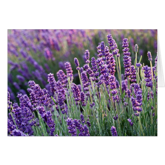 Luscious Lavender  Cards (Front Horizontal)
