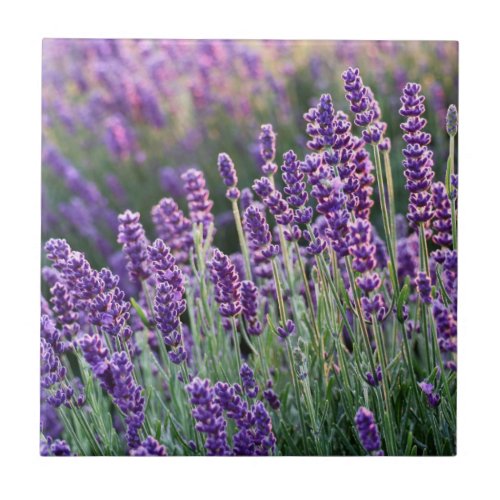 Luscious Lavender  Ceramic Tile