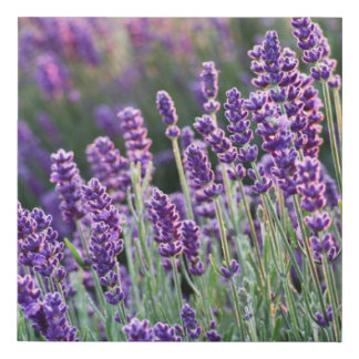 Luscious Lavender Faux Canvas Print