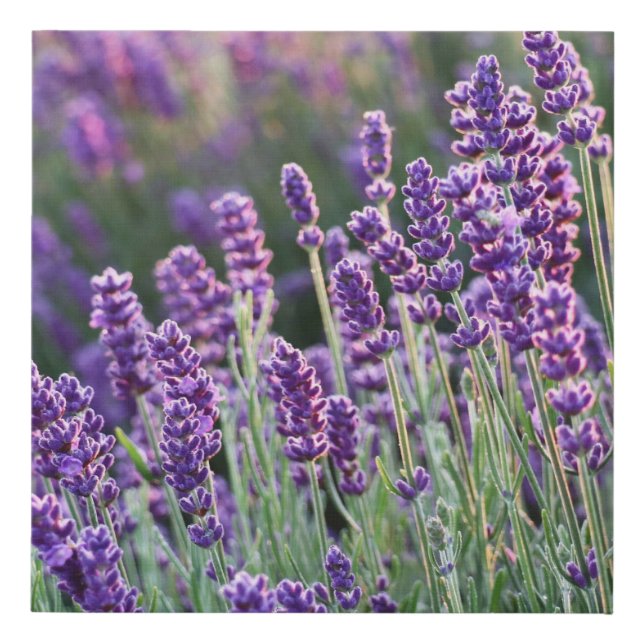 Luscious Lavender  Faux Canvas Print (Front)
