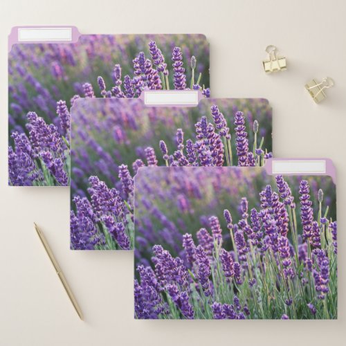 Luscious Lavender  File Folder