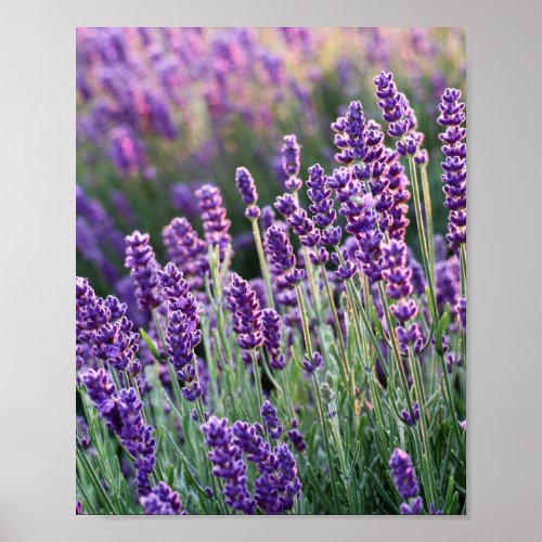 Luscious Lavender  Poster