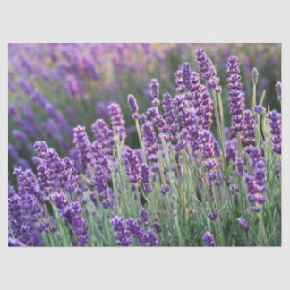 Luscious Lavender  Tissue Paper