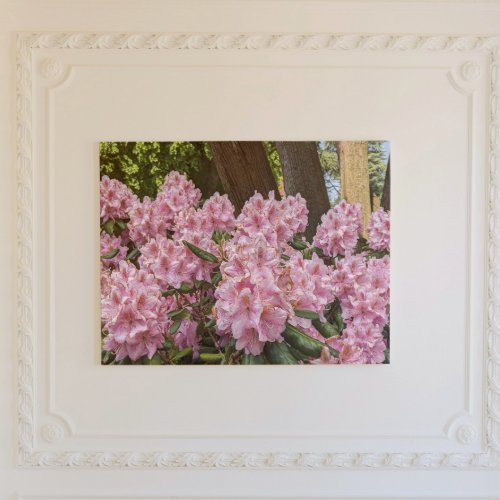 Luscious Pink Rhododendron Blooms Floral Gallery Wrap