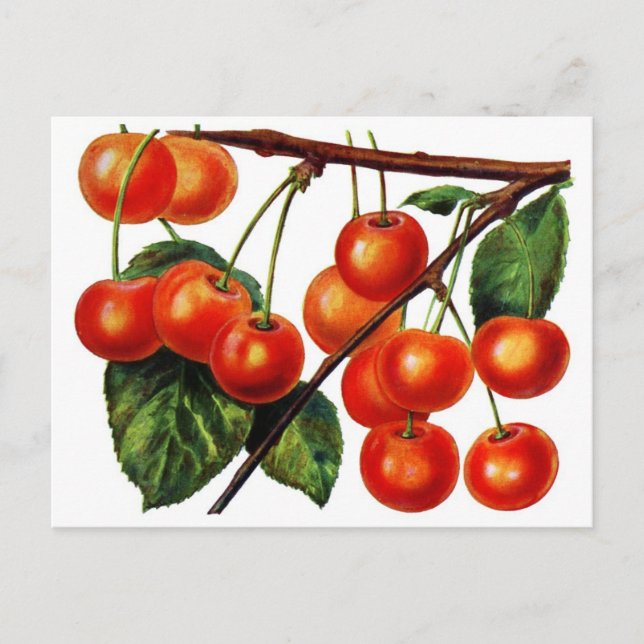 Luscious Sweet Cherries Postcard (Front)