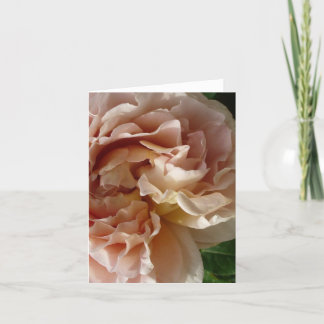 Lush Blush Rose notecard
