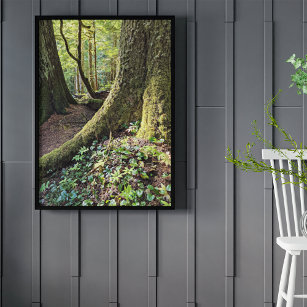 Lush Evergreen Forest Photographic Nature Poster