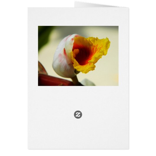 Lush exotic tropical flower (Back)