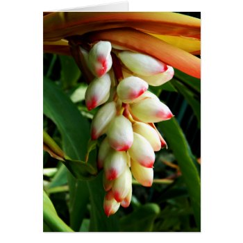 Lush Exotic Tropical Flower by YANKAdesigns at Zazzle