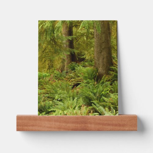 Lush Forest  Ferns  Ecola State Park Oregon Picture Ledge
