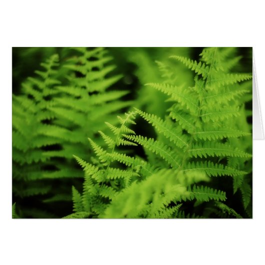 Lush Green Ferns Cards (Front Horizontal)