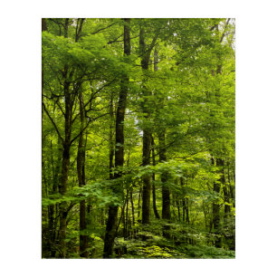 Lush Green Forest Acrylic Print