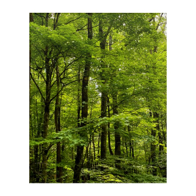 Lush Green Forest Acrylic Print (Front)