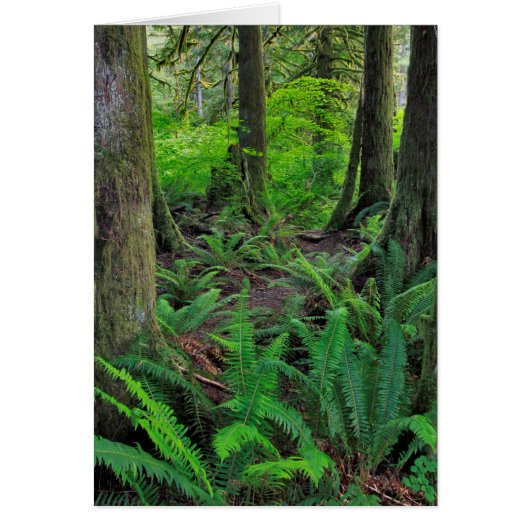 Lush Green Forest Scenic (Front)