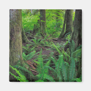 Lush Green Forest Scenic Magnet