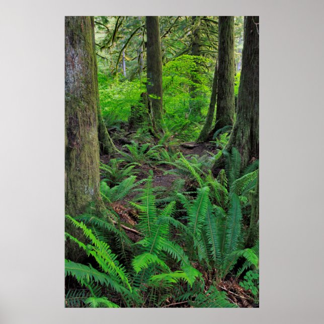 Lush Green Forest Scenic Poster (Front)
