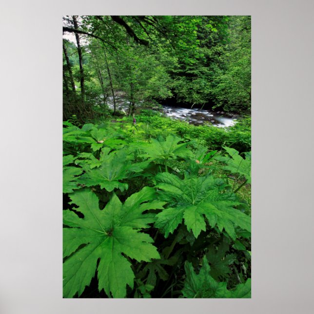Lush Green Forest Vegetation Poster (Front)