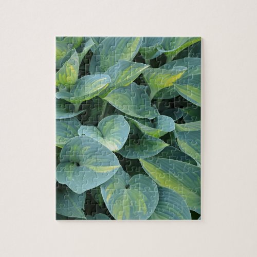 Lush green hosta plant leaves jigsaw puzzle