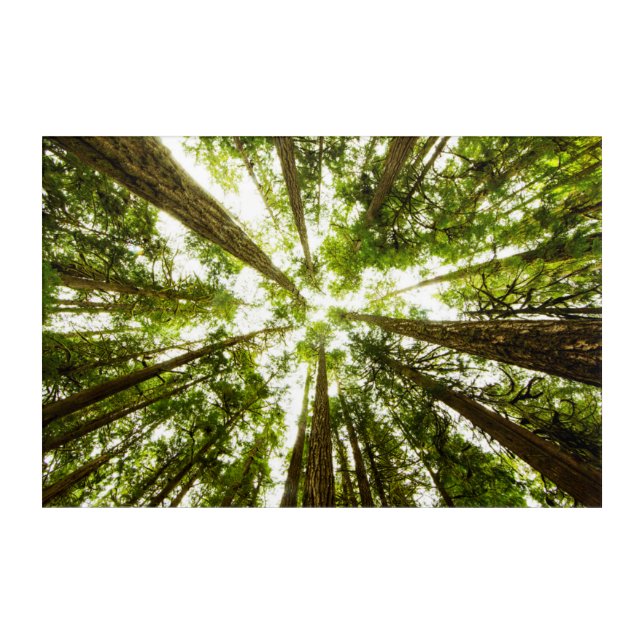 Lush Green Rain Forest Acrylic Print (Front)