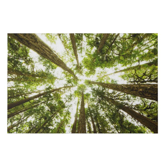 Lush Green Rain Forest Faux Canvas Print (Front)