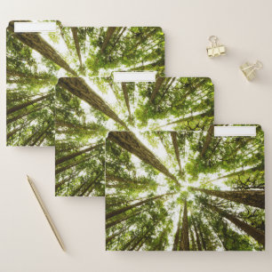 Lush Green Rain Forest File Folder