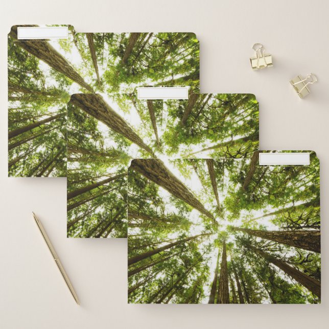 Lush Green Rain Forest File Folder (Set)