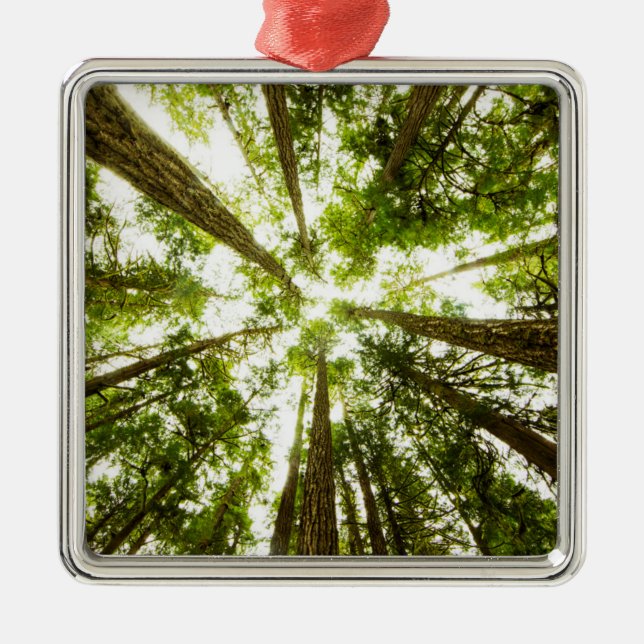 Lush Green Rain Forest Metal Ornament (Front)