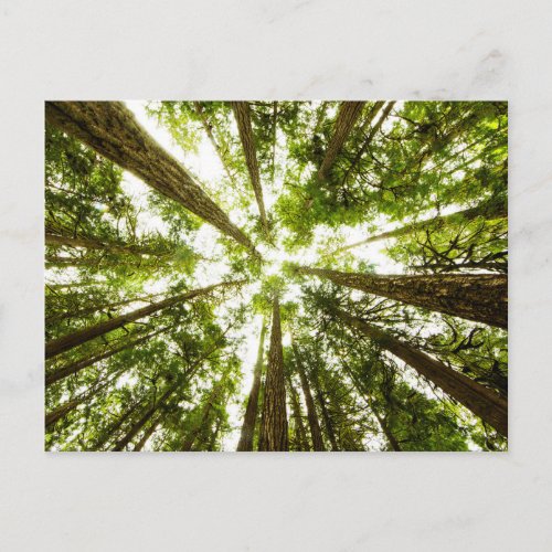 Lush Green Rain Forest Postcard