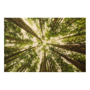 Lush Green Rain Forest Wood Wall Art