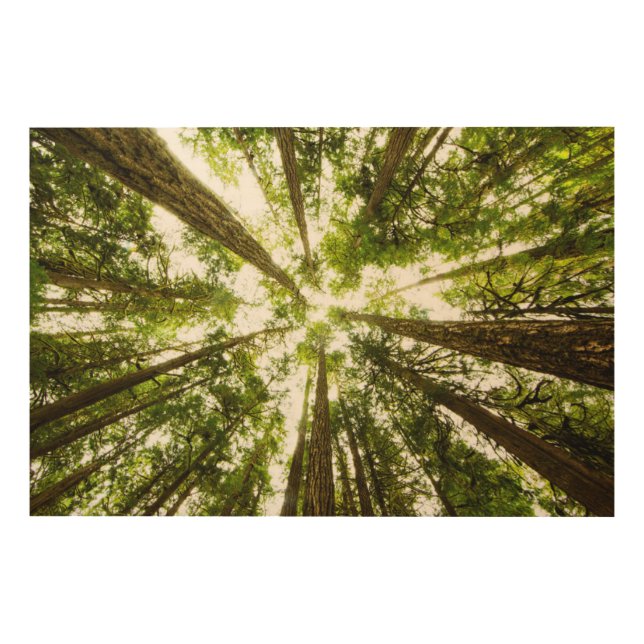 Lush Green Rain Forest Wood Wall Art (Front)