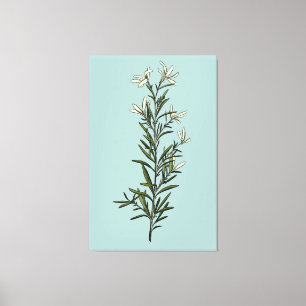 Lush Green Rosemary Sprig Painting Canvas Print
