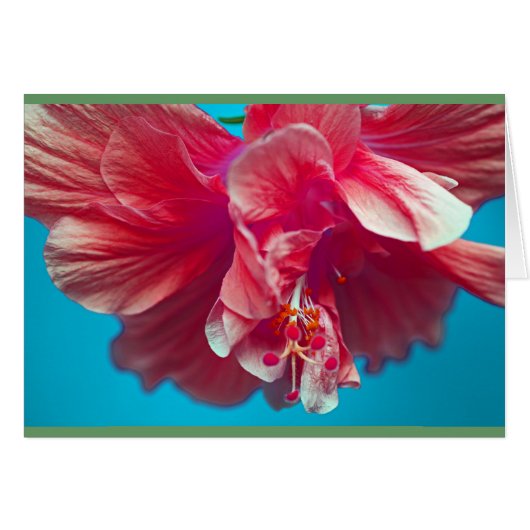 Lush hibiscus cards (Front Horizontal)