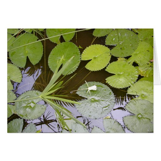 Lush Lilypads Cards (Front Horizontal)
