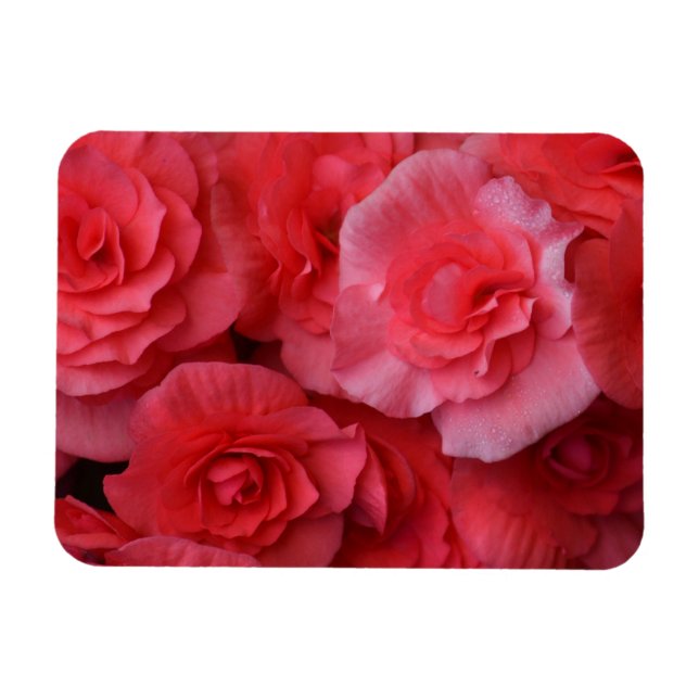 Lush Pink Begonia Magnet (Horizontal)