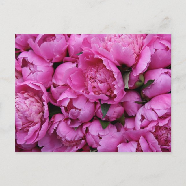 Lush Pink Peony Flowers Postcard (Front)