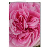 Lush Pink Rose (Front)