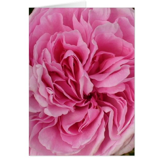 Lush Pink Rose Cards (Front)