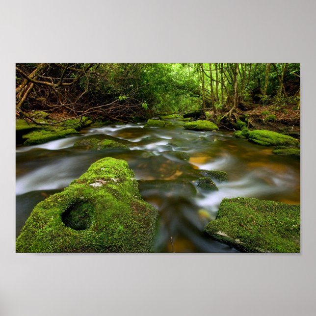 Lush Rain Forest Stream Poster (Front)