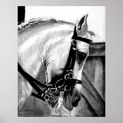 Lusitano Dressage Horse Portrait Poster