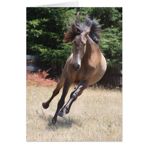 Lusitano Horse at Liberty Blank Card