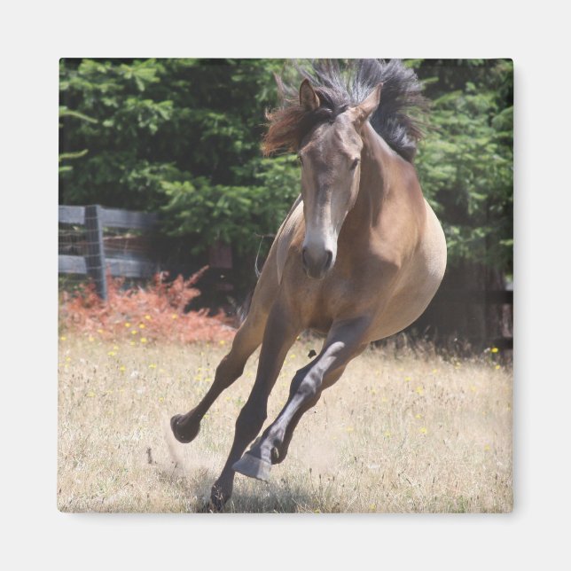Lusitano Horse at Liberty Magnet (Front)