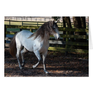 Lusitano Stallion Cards