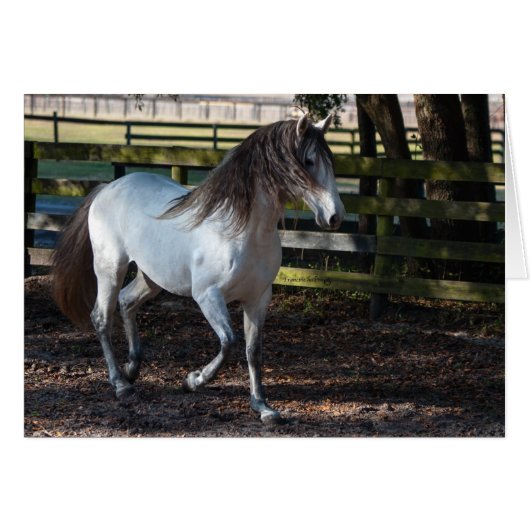 Lusitano Stallion Cards (Front Horizontal)