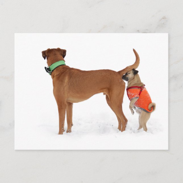 Lustige Kommunikation Geruchssinn Verhalten Hunde Postcard (Front)