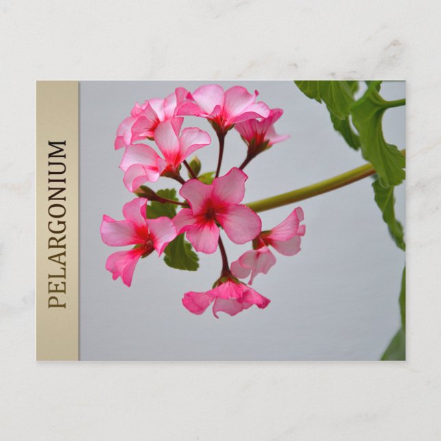 Lustra Pelargonium Postcard (Front)