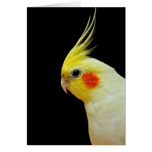 Lutino Cockatiel Cards (Front)