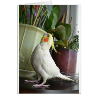 Lutino Cockatiel Cards