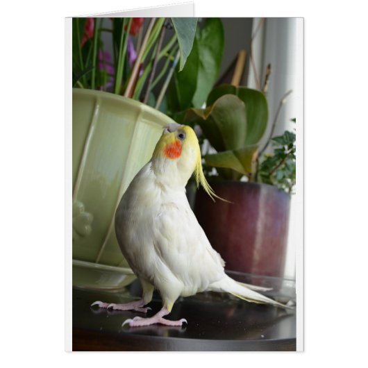 Lutino Cockatiel Cards (Front)