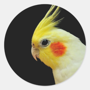Lutino Cockatiel Classic Round Sticker