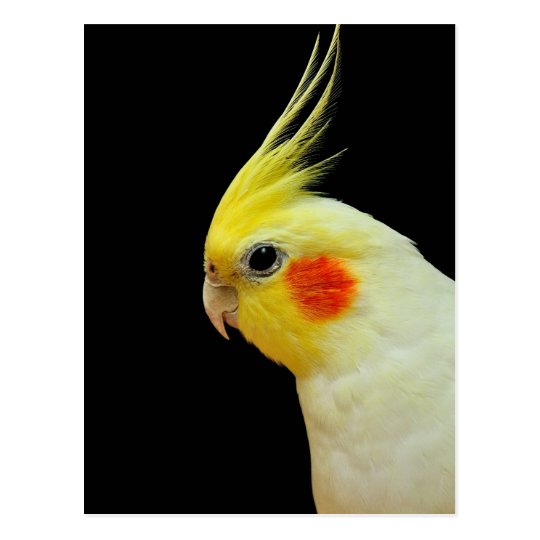 Cockatiel age image